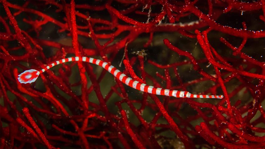 Banded pipefish near Moalboal, Philippines