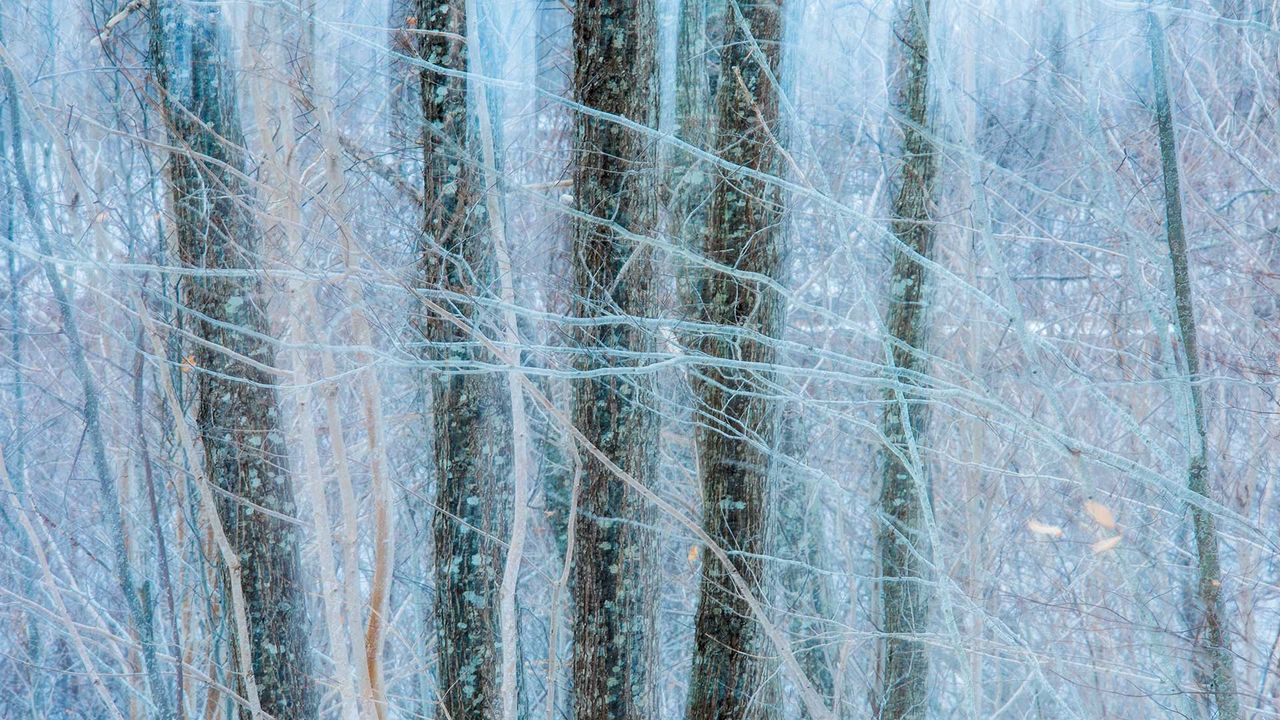 Oak (quercus sp) trees in winter, Nova Scotia