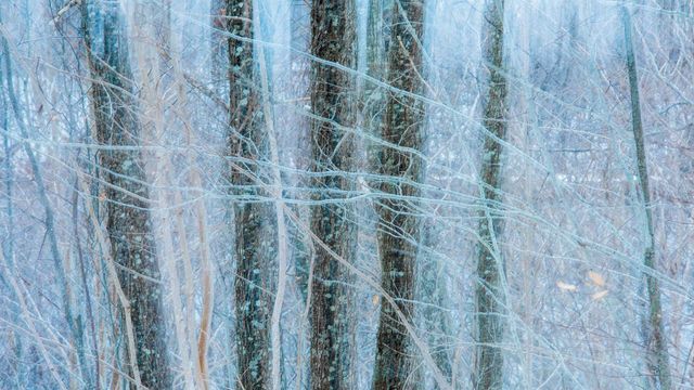 Oak (quercus sp) trees in winter, Nova Scotia