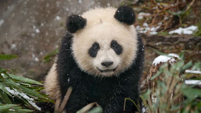 Baby giant panda in the snow, China