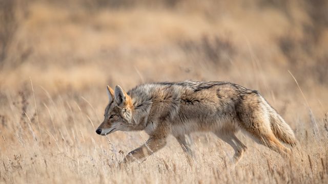A coyote in Banff, Canada