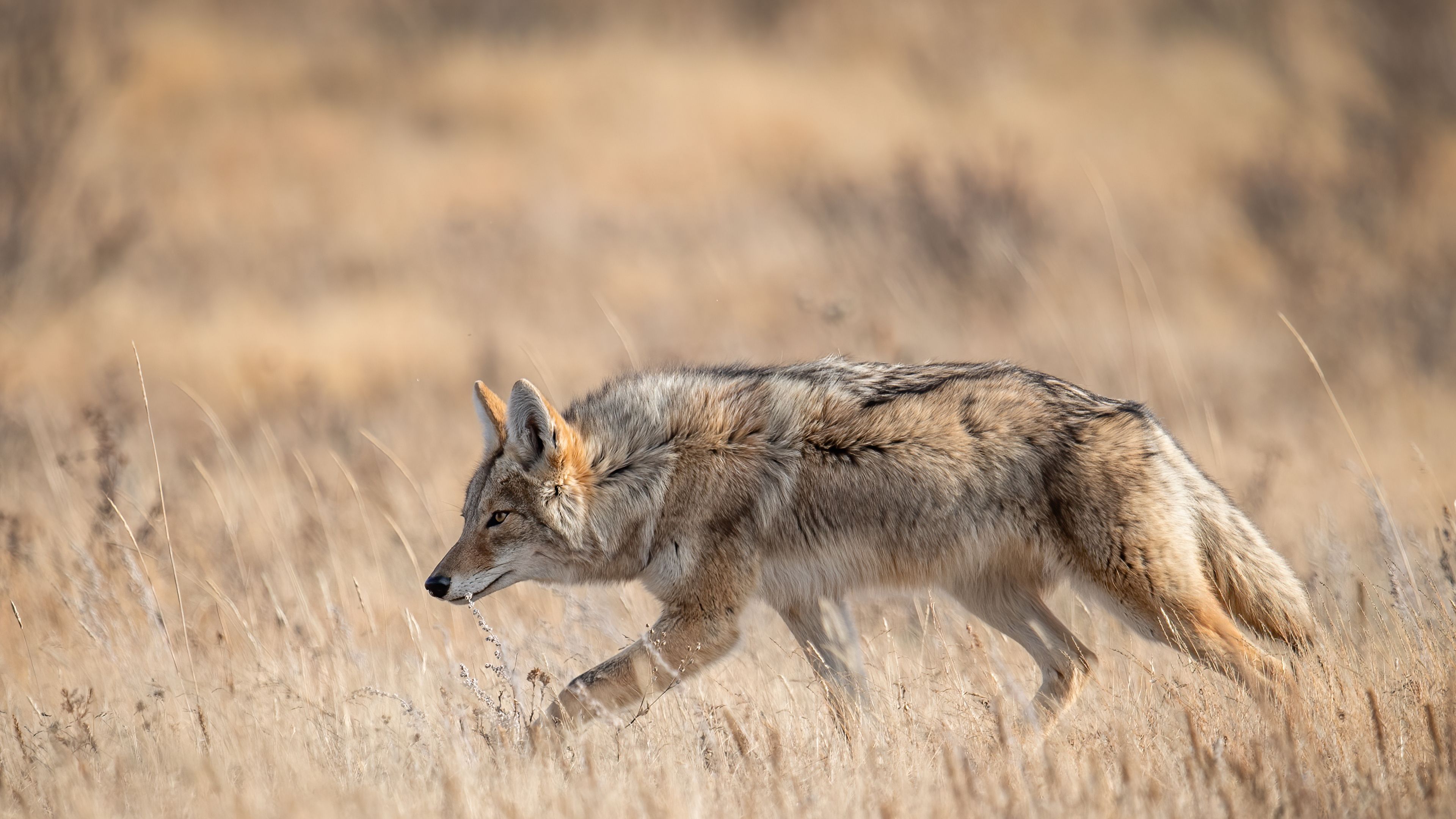 A Coyote In Banff, Alberta, Canada - Bing Gallery