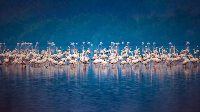 Migrating flock of flamingos in Mumbai