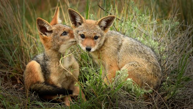 Jeunes chacals sauvages dans le Bushveld, Afrique du Sud