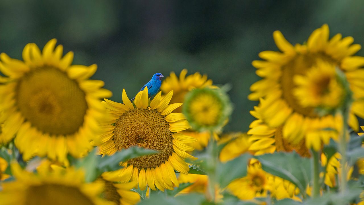 An indigo bunting on a sunflower