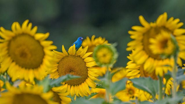 An indigo bunting on a sunflower