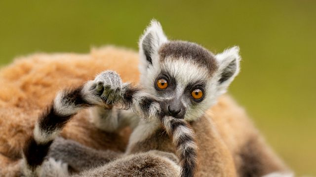 ワオキツネザル, マダガスカル