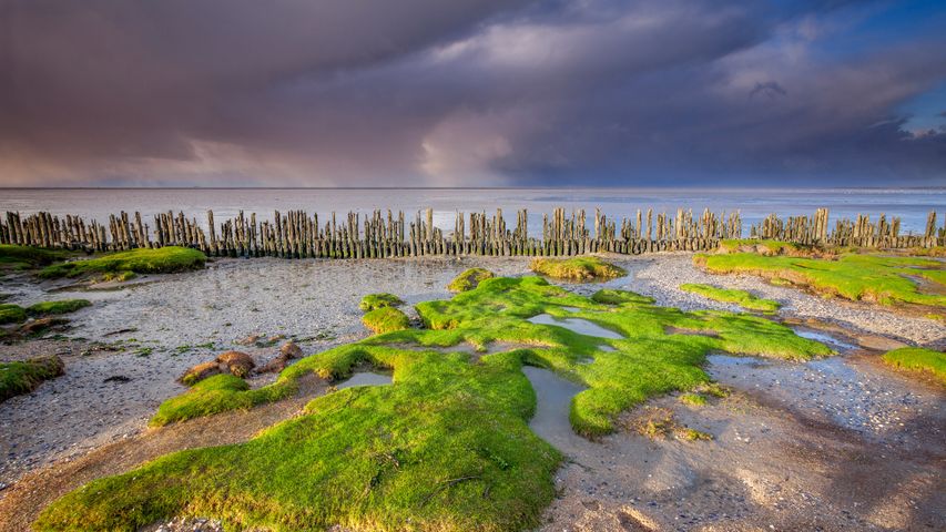 Wadden Sea coast, near Moddergat, Friesland, Netherlands - Bing Gallery