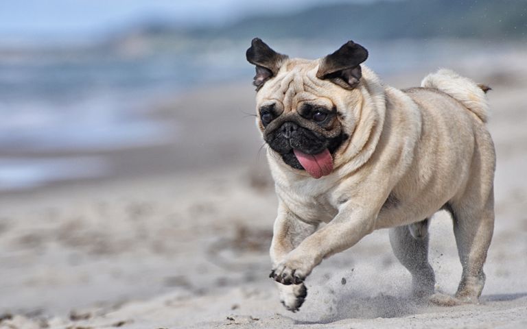Lovable Pugs Windows 10 Theme