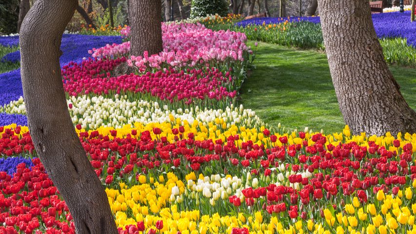 Tulipes au parc Emirgan à Istanbul, Turquie