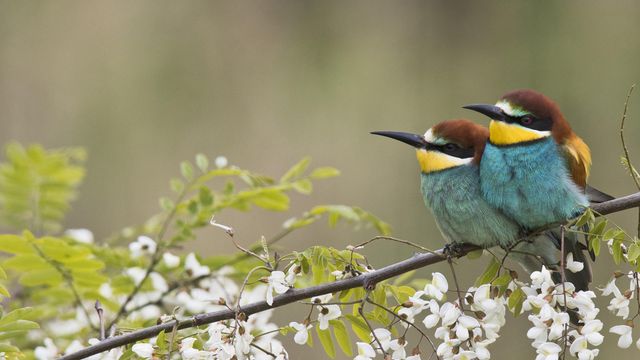 Bienenfresser-Paar auf dem Zweig einer blühenden Robinie, Rheinland-Pfalz, Deutschland