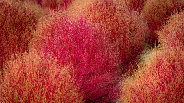 Kochia, Ibaraki prefecture, Japan