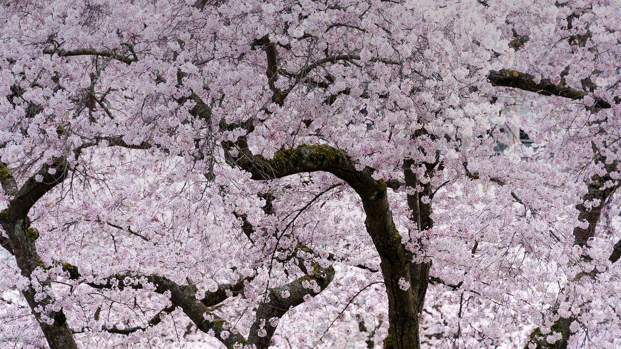Cherry blossom trees in Vancouver