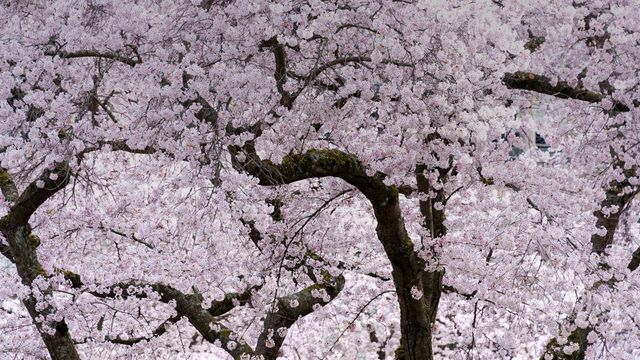 Cherry blossom trees in Vancouver