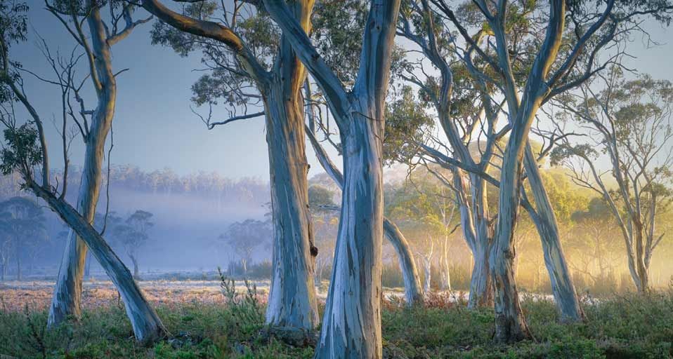 Snow gum trees in Cradle Mountain-Lake St. Clair National Park, Tasmania, Australia