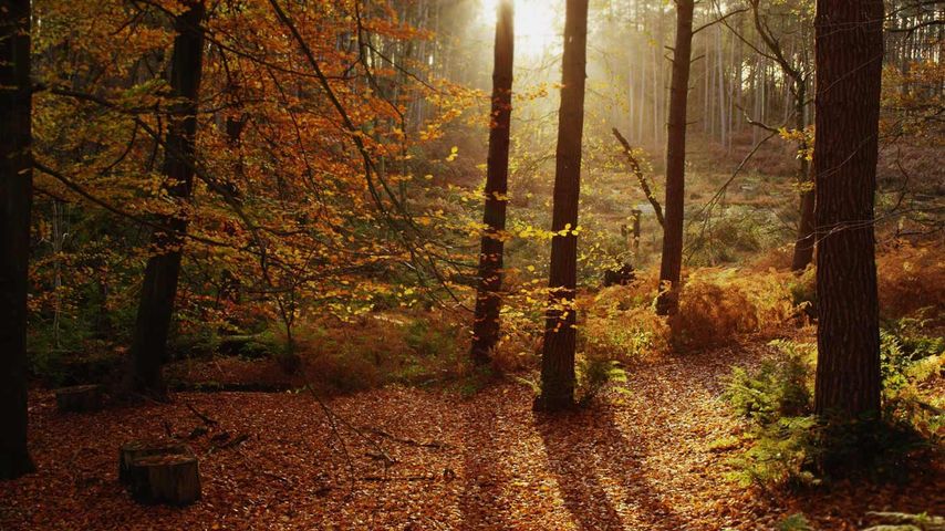 Herbstlicher Wald in Cheshire, England, Großbritannien 
