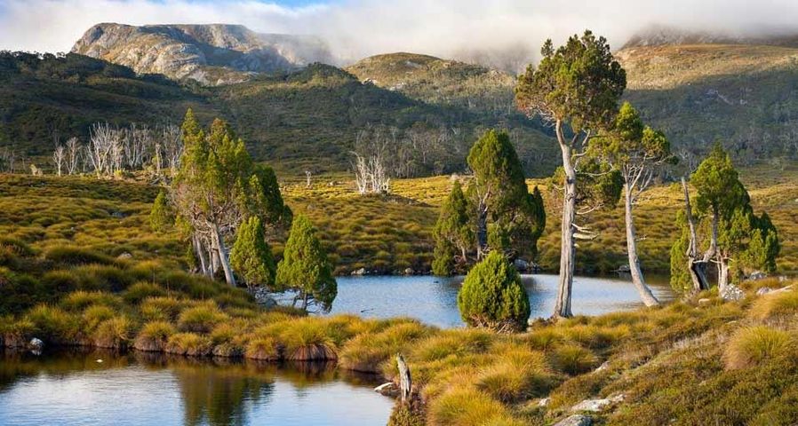 Mountain tarns ringed with pencil pines in Cradle Mountain-Lake St. Clair National Park, Tasmania, Australia