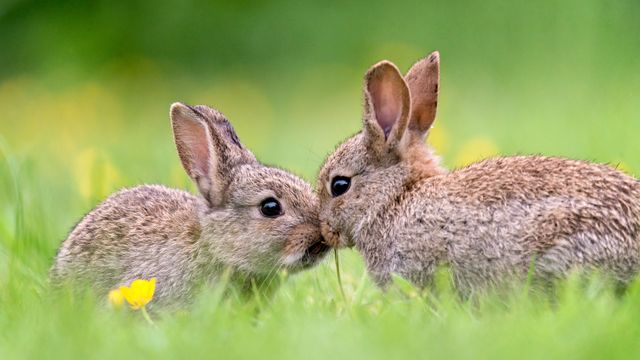 Lapins de Garenne au printemps