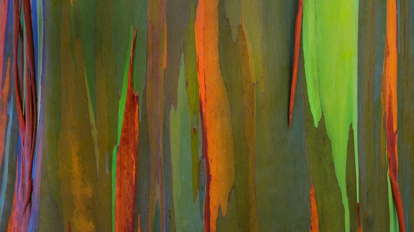 Rinde eines Regenbogen-Eukalyptus, Maui, Hawaii