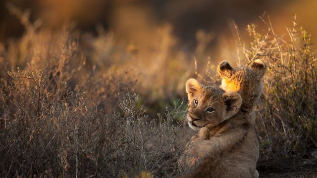Two lion cubs at sunrise, South Africa