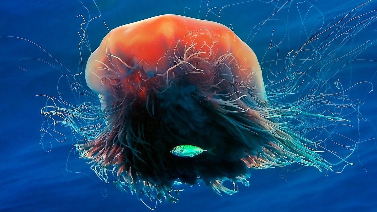 Lion's mane jellyfish