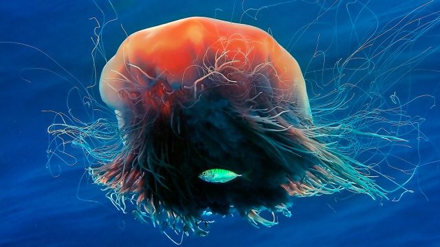Lion's mane jellyfish