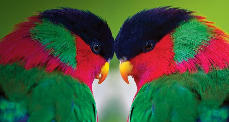 Two collared lories