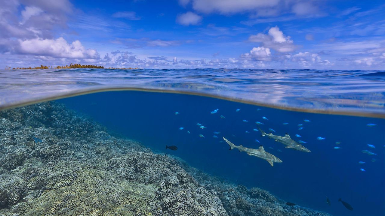 Blacktip reef sharks off the coast of Tahiti, French Polynesia