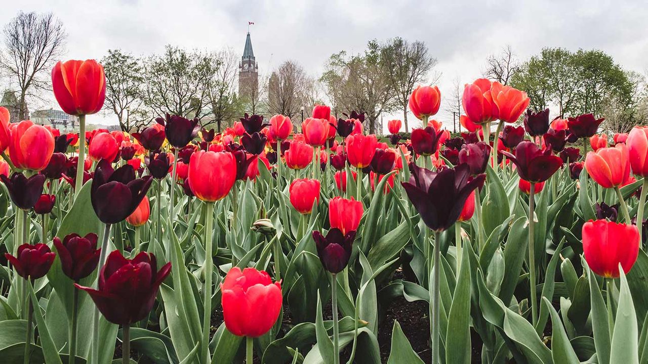Red and purple tulips in front of the Peace Tower, part of the Parliament buildings in Ottawa. 