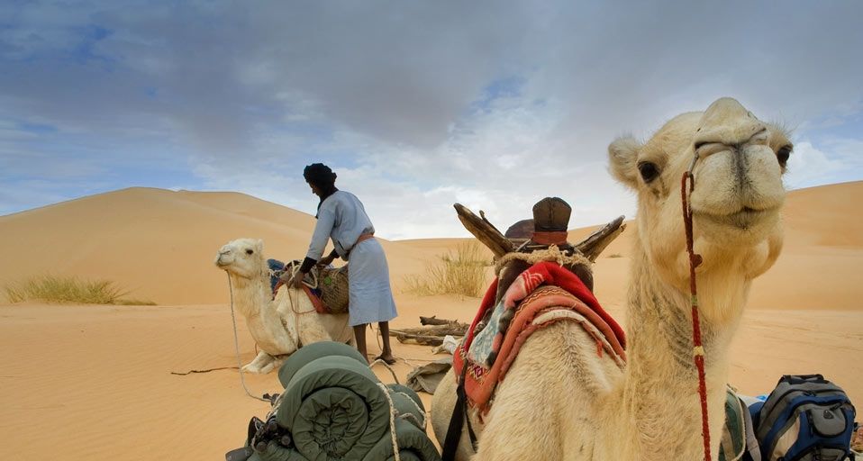 Camel trek in the Adrar mountains of the Sahara desert in Mauritania