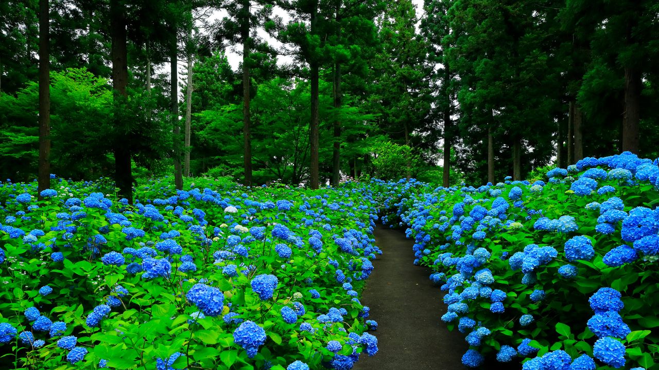 あじさいの花房, 岩手県 奥州市