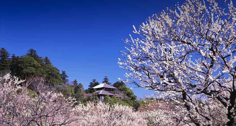 ｢偕楽園｣茨城, 水戸市 - Bing Gallery