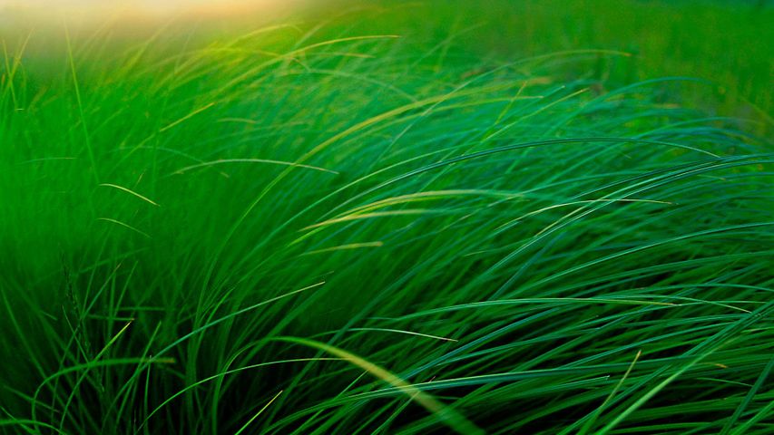 L’herbe d’une prairie près d’un lac à Moose Lake, Minnesota 