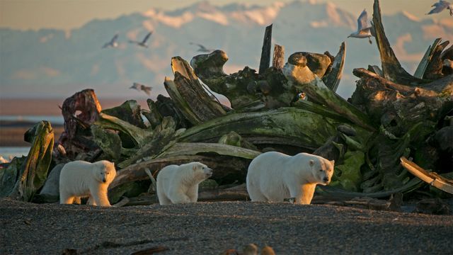A polar bear sow and her cubs in Alaska's Arctic National Wildlife Refuge