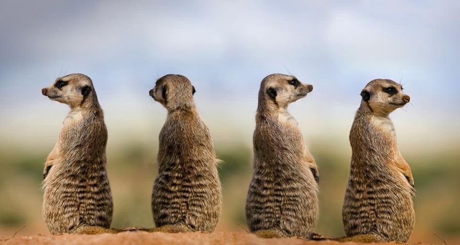 Meerkats in Namibia
