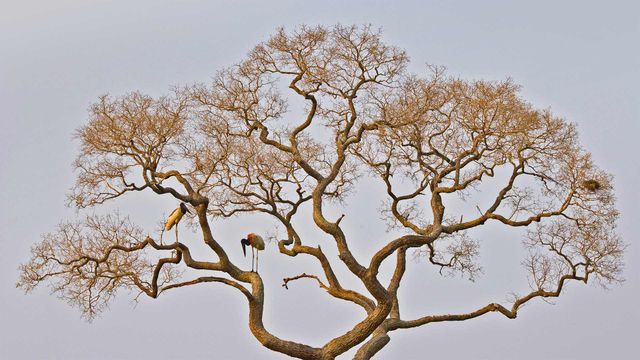 Jabiru storks in the Pantanal of Brazil