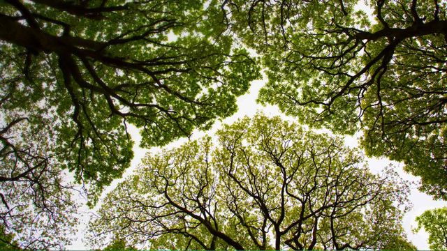 Oak tree canopy in Roudsea Wood, Cumbria, England 