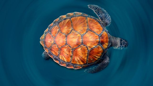 「アオウミガメ」スペイン, カナリア諸島