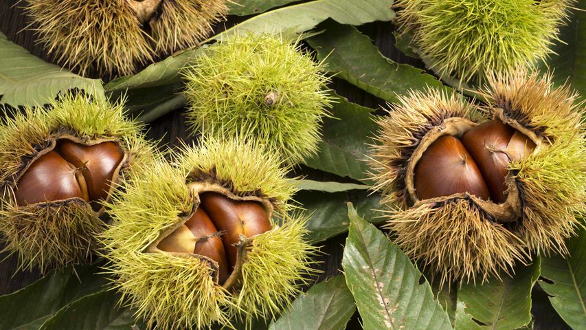 Chestnuts inside their husks
