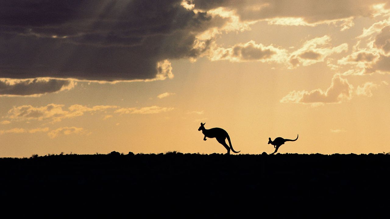 Silhouette of red kangaroos in Sturt National Park, New South Wales 
