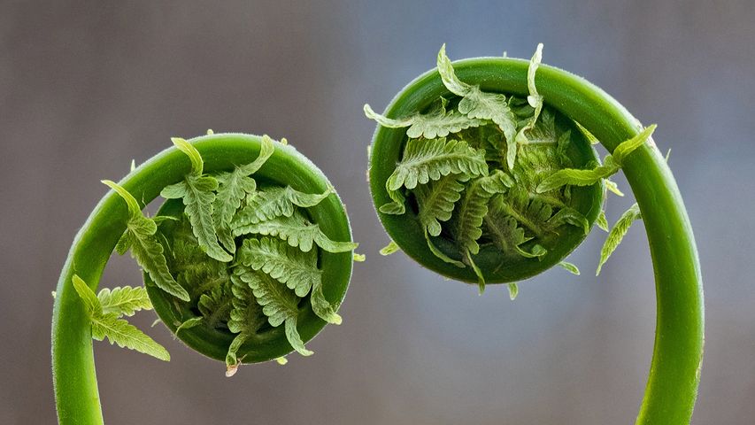 Fiddlehead fern fronds in Quebec, Canada
