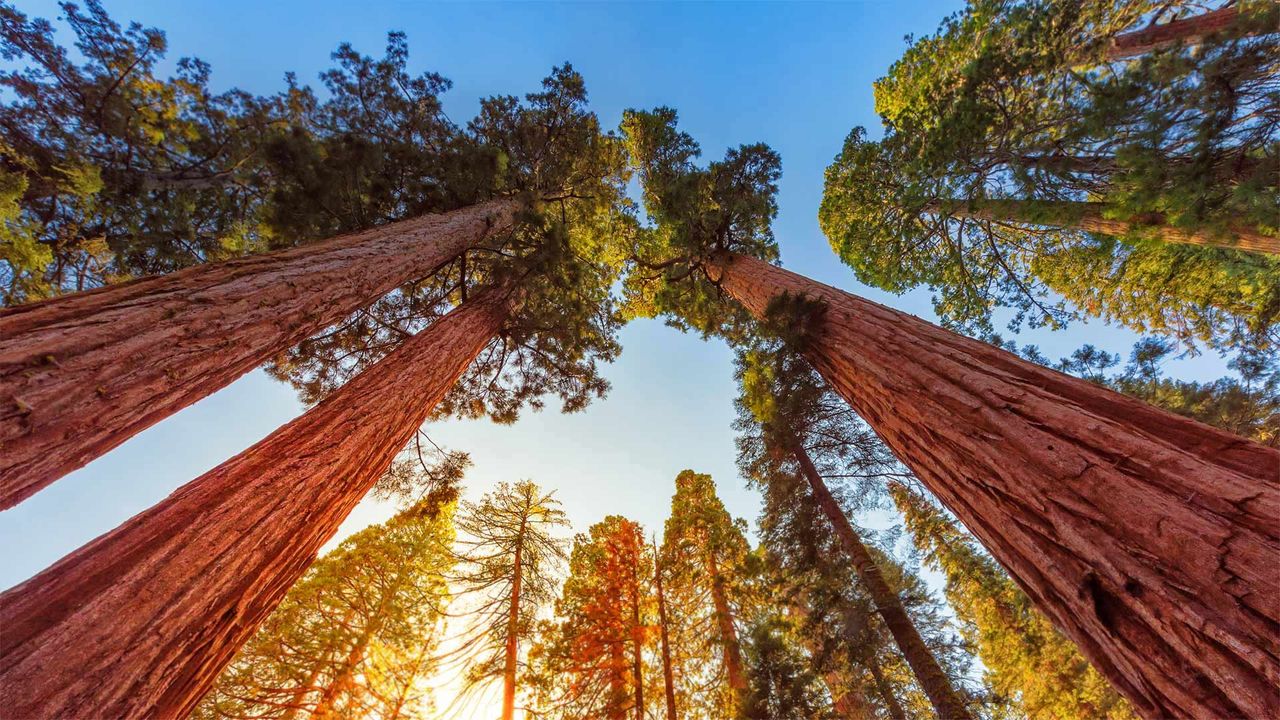 ｢ジャイアントセコイア｣米国カリフォルニア州, キングズ・キャニオン国立公園
