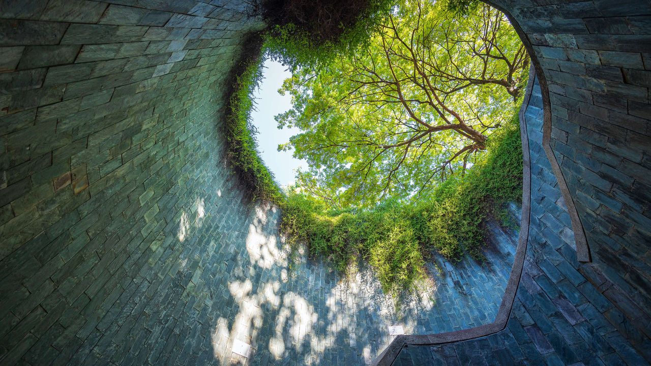 Tunnel to the trees