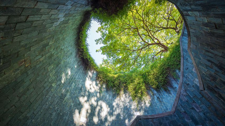 Tunnel to the trees