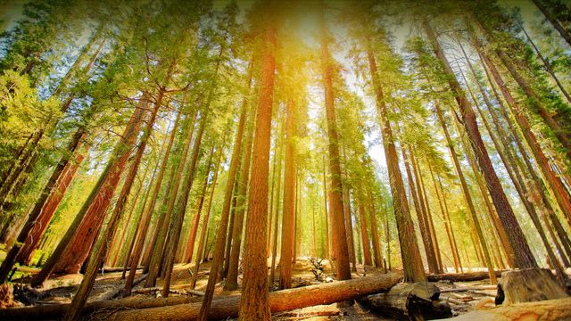 Mariposa Grove in Yosemite National Park, California