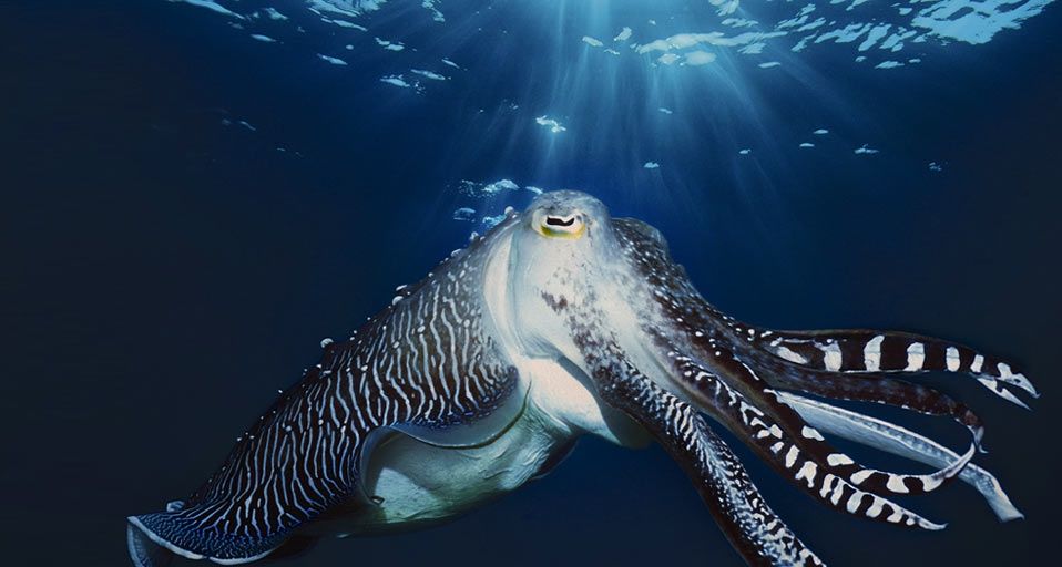Male Broadclub Cuttlefish in courtship, Indonesia