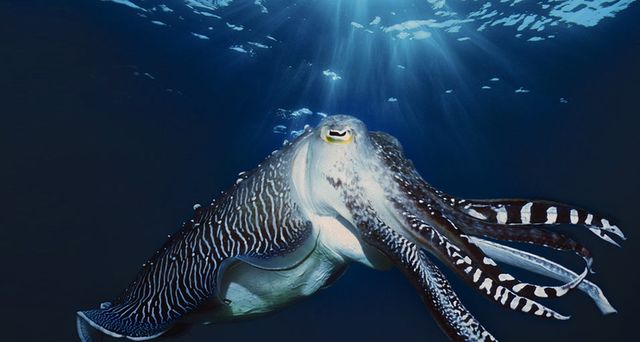 Male Broadclub Cuttlefish in courtship, Indonesia