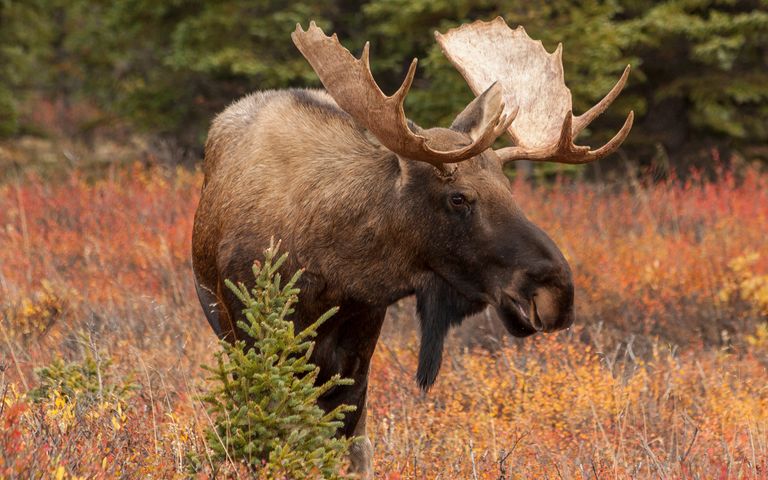 Antlers and Horns Theme for Windows 10