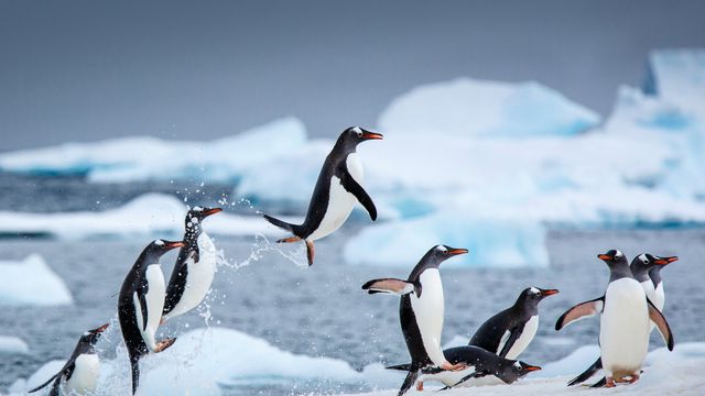 Gentoo penguins near Danco Island, Antarctica