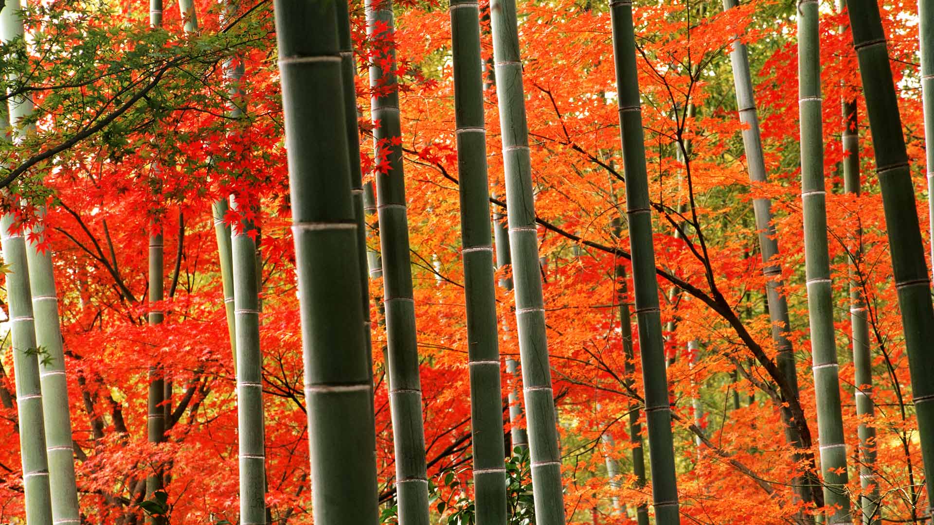 嵐山公園の竹林と紅葉 京都 嵐山 Bing Gallery